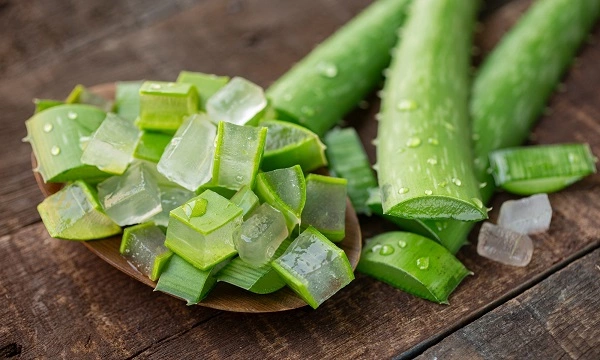 ঘৃতকুমারী - Aloe vera